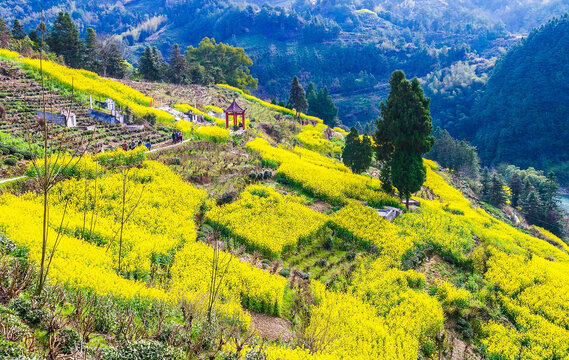 石潭油菜花