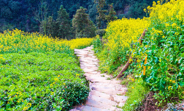 油菜花小径