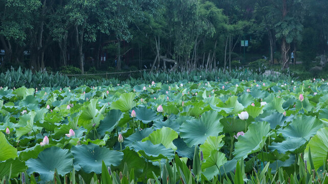 荷花池