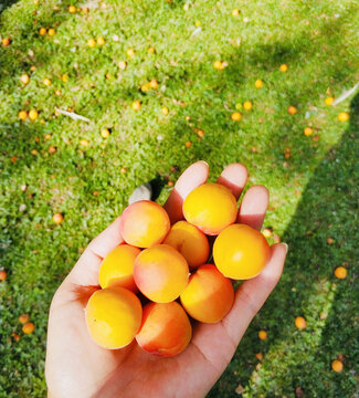 丰收杏子