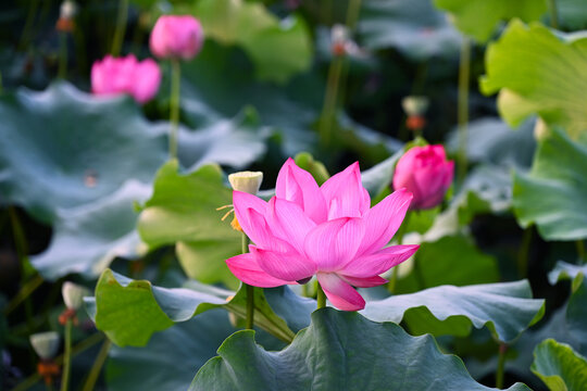 荷花特写