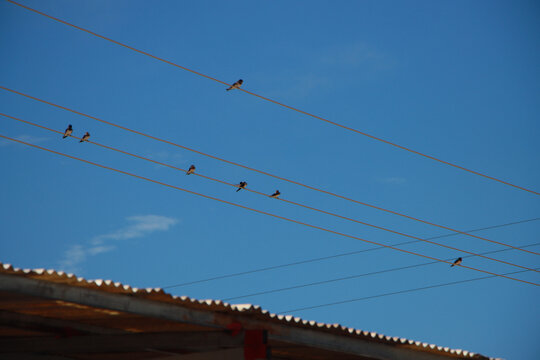 鸟在电线上夏天的感觉麻雀