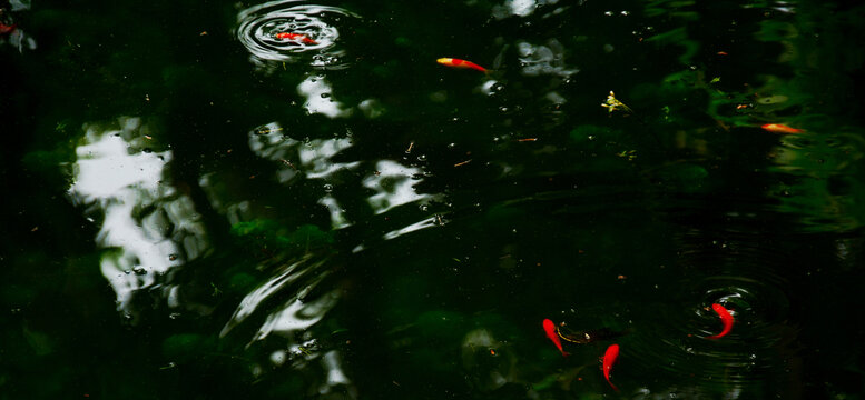 池塘红鲤