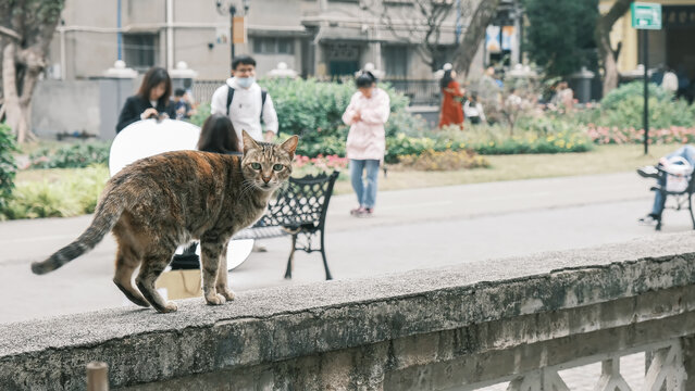 广州沙面岛的狸花猫