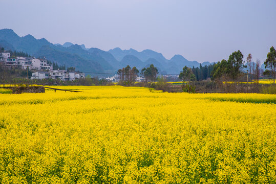 油菜花田