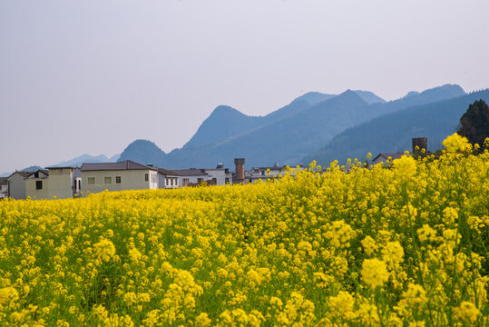 油菜花田