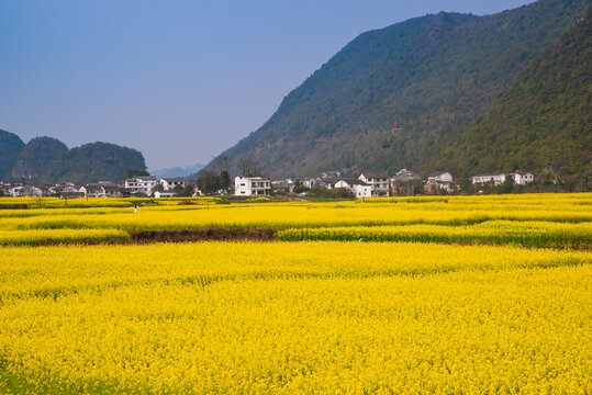 油菜花田