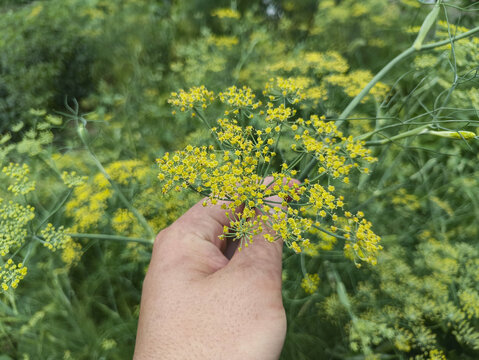 小茴香花