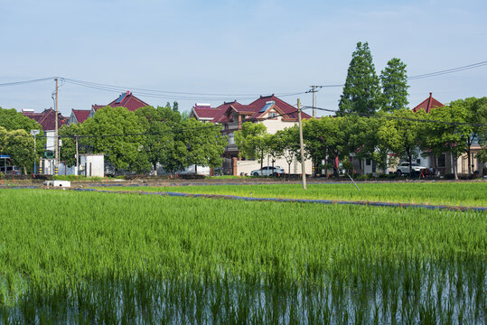 水稻种植