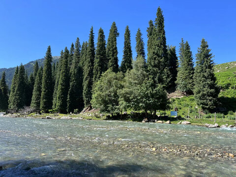 树林风景