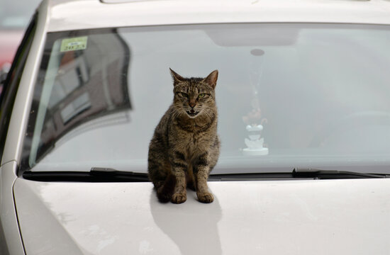 野猫