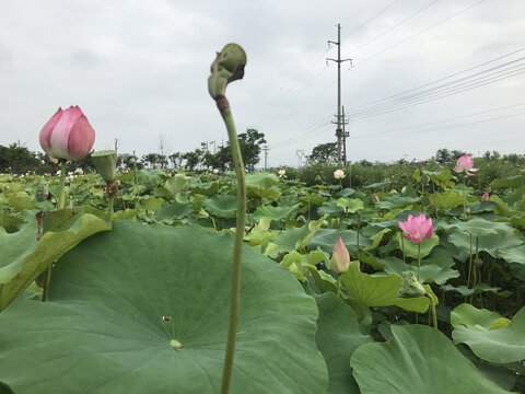 花卉摄影