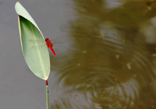 绿叶红蜻蜓