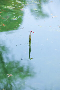 池塘中的蜻蜓和倒影