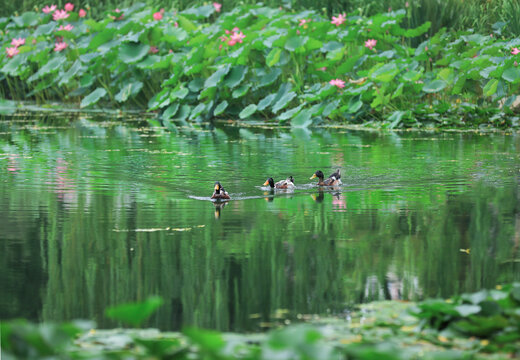 夏天荷塘中游水的一群鸭子
