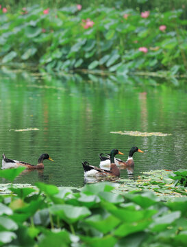 荷塘中游水的一群鸭子
