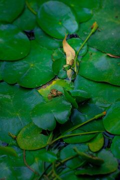 绿色莲叶上趴着的小青蛙