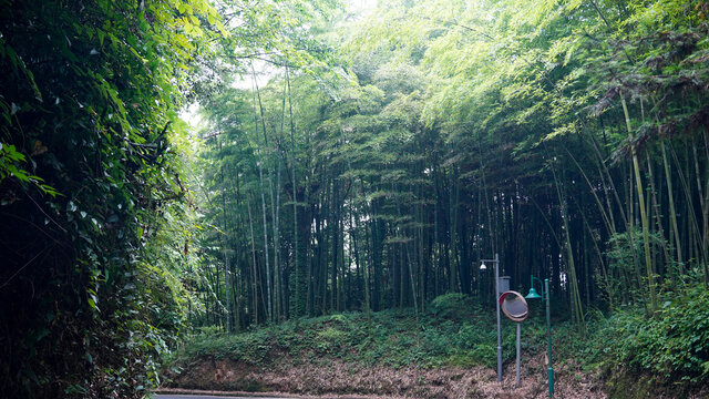 雅安碧峰峡基地