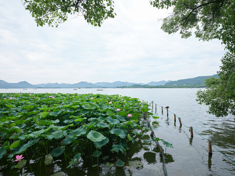 西湖荷花晴天