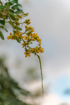 虚化背景下的双荚决明花