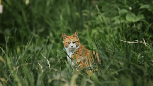 黄狸花猫特写