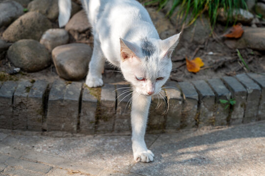 街头流浪猫