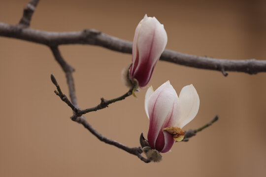 玉兰花开