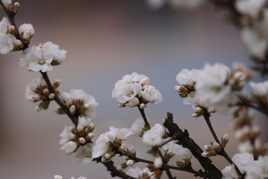 杏花