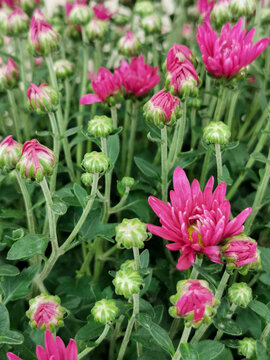 荷兰菊花