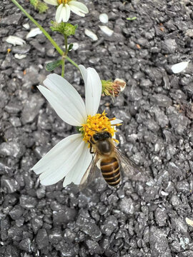 勤劳的蜜蜂