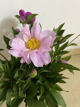 芍药花