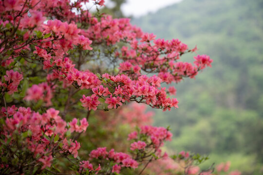 湖北龟峰山春天杜鹃花开