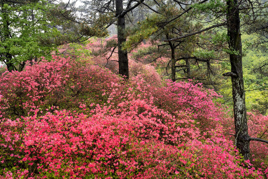 湖北龟峰山春天杜鹃花开