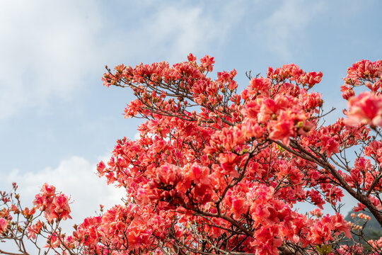 湖北龟峰山春天杜鹃花开