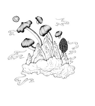云南野生菌羊肚菌鸡枞菌茶树菇