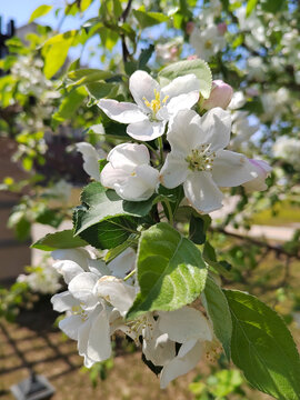 沙果树花