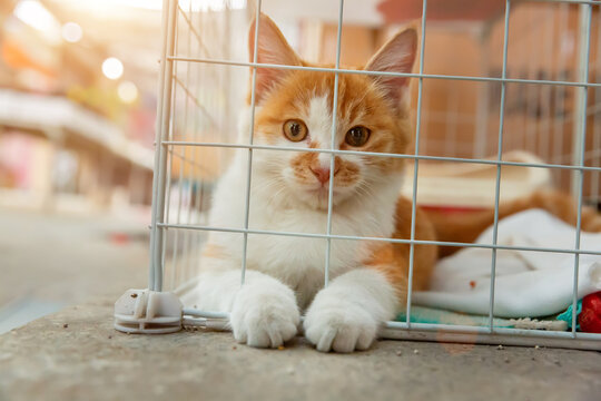 趴在笼子里的小猫咪