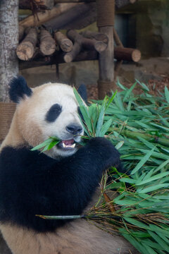 大熊猫吃竹子日常