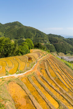 梯田景观