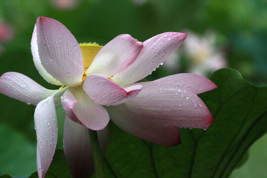 雨中荷花