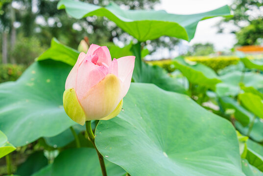 粉色的荷花