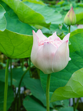 夏日池塘里的唯美荷花