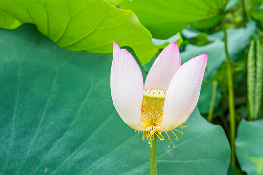 莲花特写