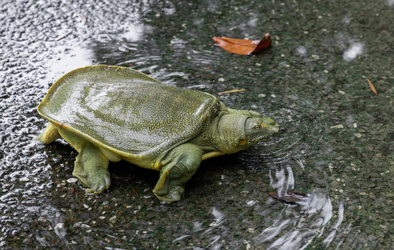 水鱼