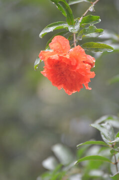 石榴花特写