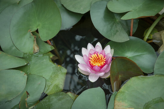 粉红色睡莲花漂浮在池塘表面