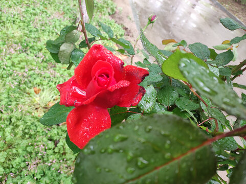雨中盛开的月季花