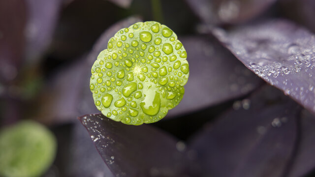 绿叶雨露