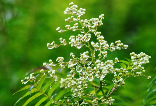 白露花草之野花