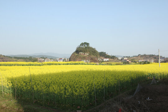 油菜花田